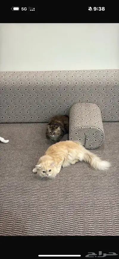 قطط لبيع 1