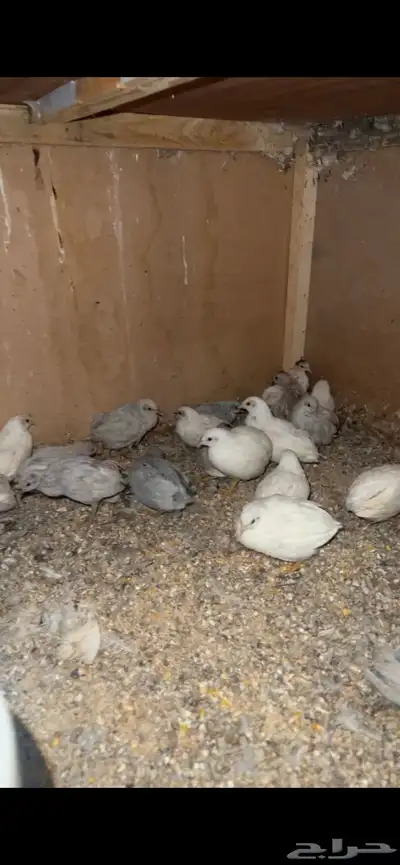 للبيع سمان 0