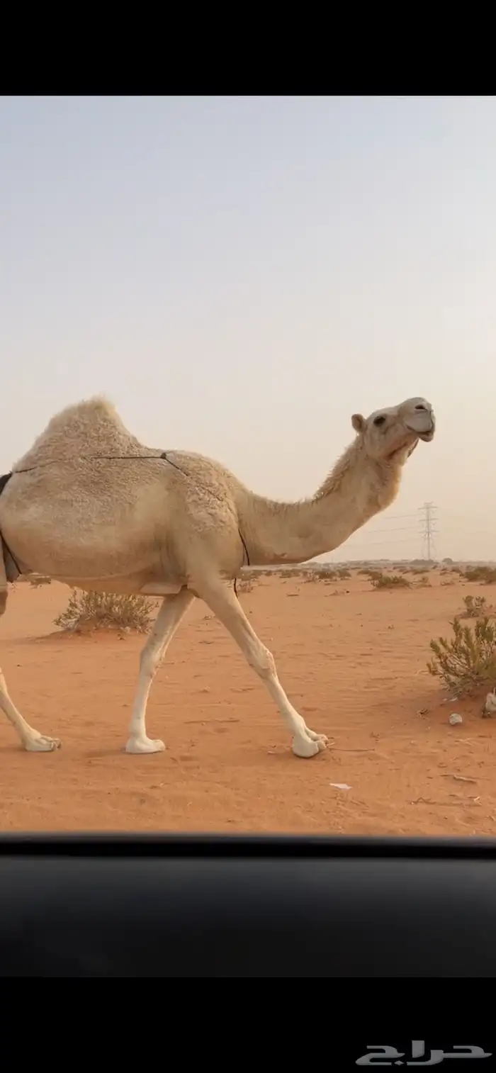 للبيع لقحه 1