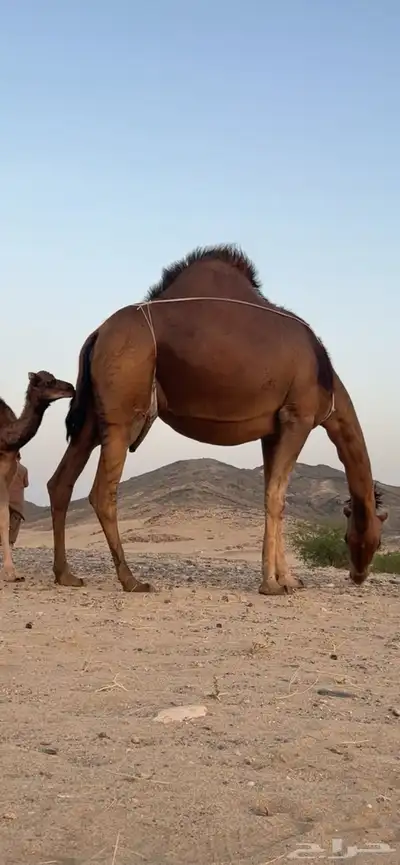 خلفه ساحليه مصغر منيحه(( تم البيع )) 0
