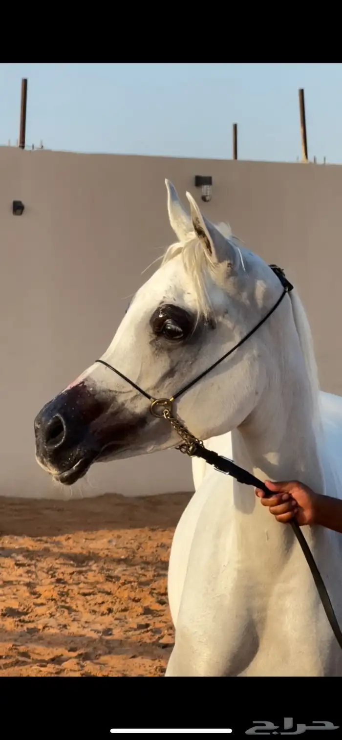 فرس مكس جمال فاخره 1
