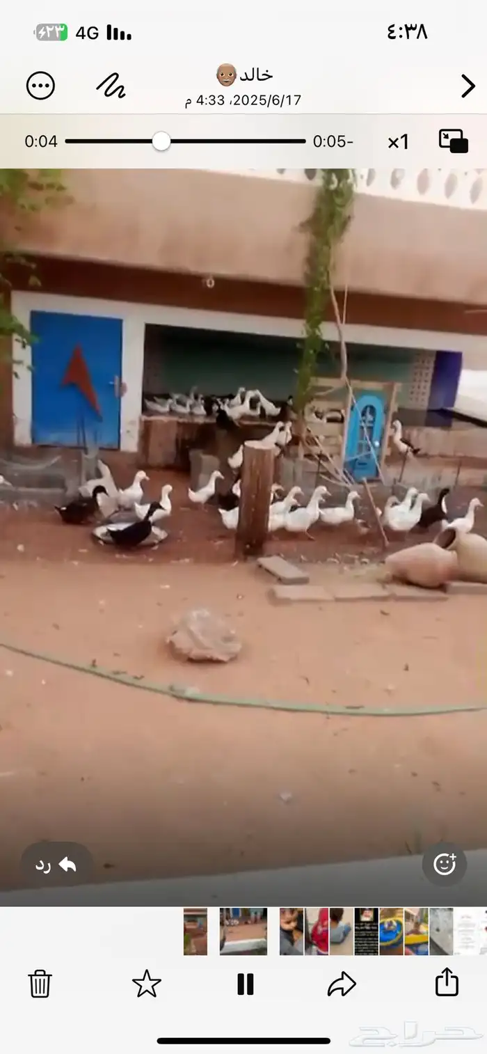 بط بكيني فرنسي حجم سوبر 1