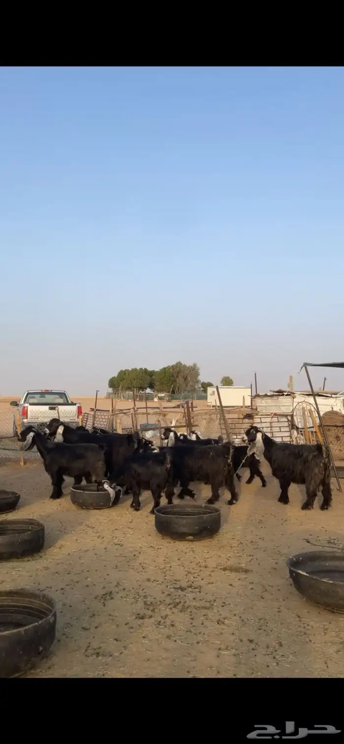 معزا عوارض طيبه بفحولها 15