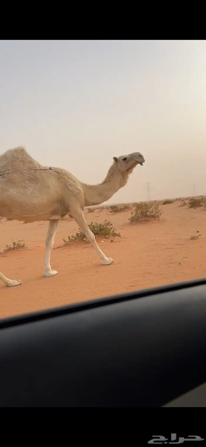 للبيع لقحه 2