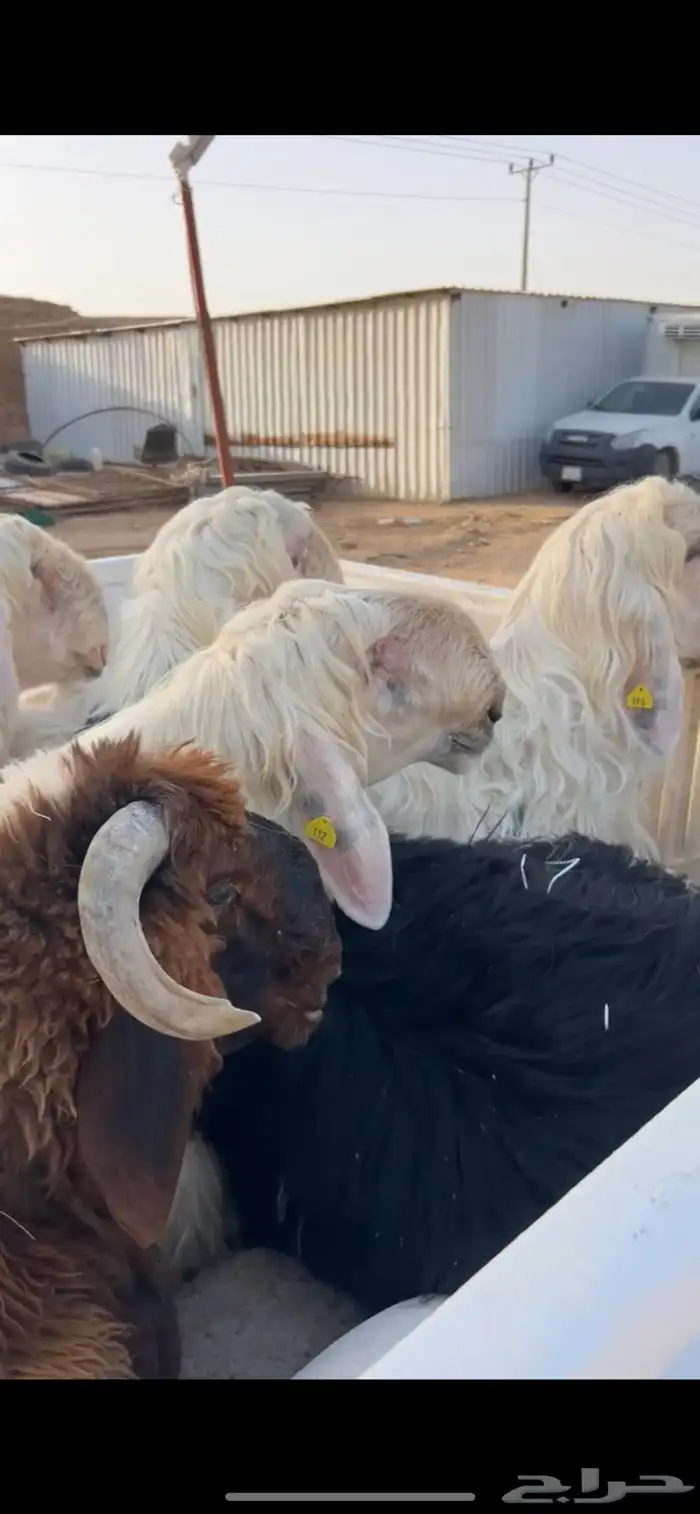 موصل حلال اغنام - حشو 1