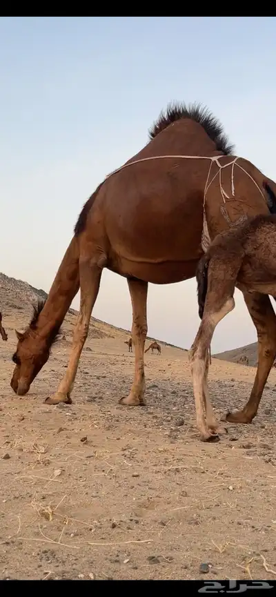خلفه ساحليه مصغر منيحه(( تم البيع )) 2