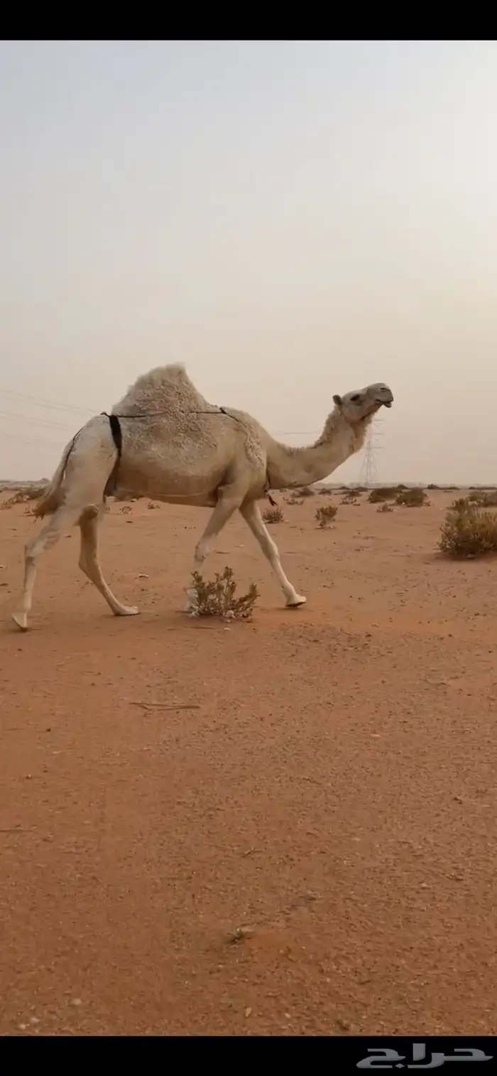 للبيع لقحه 4