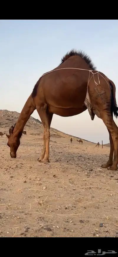 خلفه ساحليه مصغر منيحه(( تم البيع )) 7