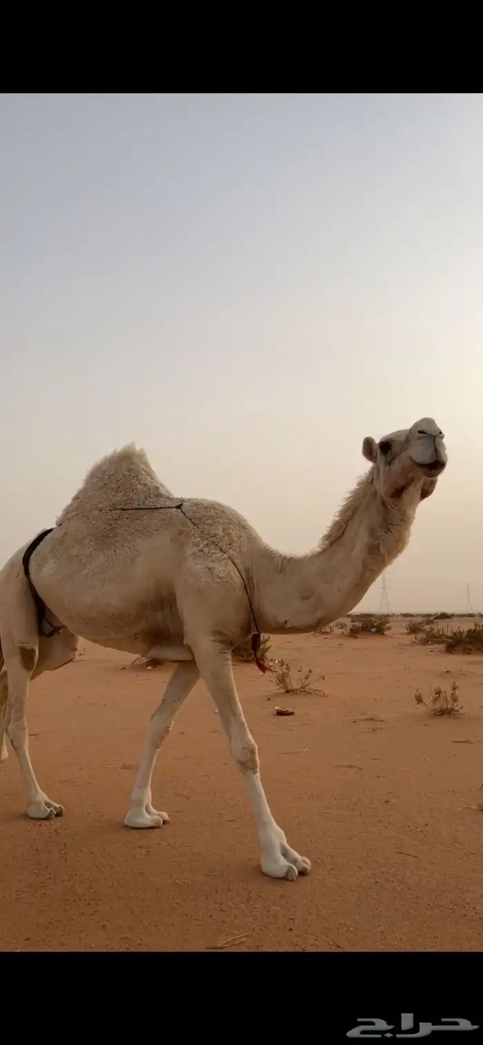 للبيع لقحه 6