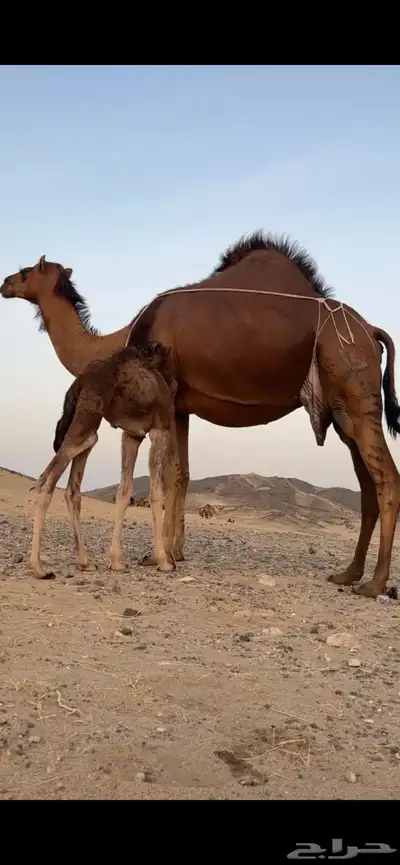خلفه ساحليه مصغر منيحه(( تم البيع )) 4