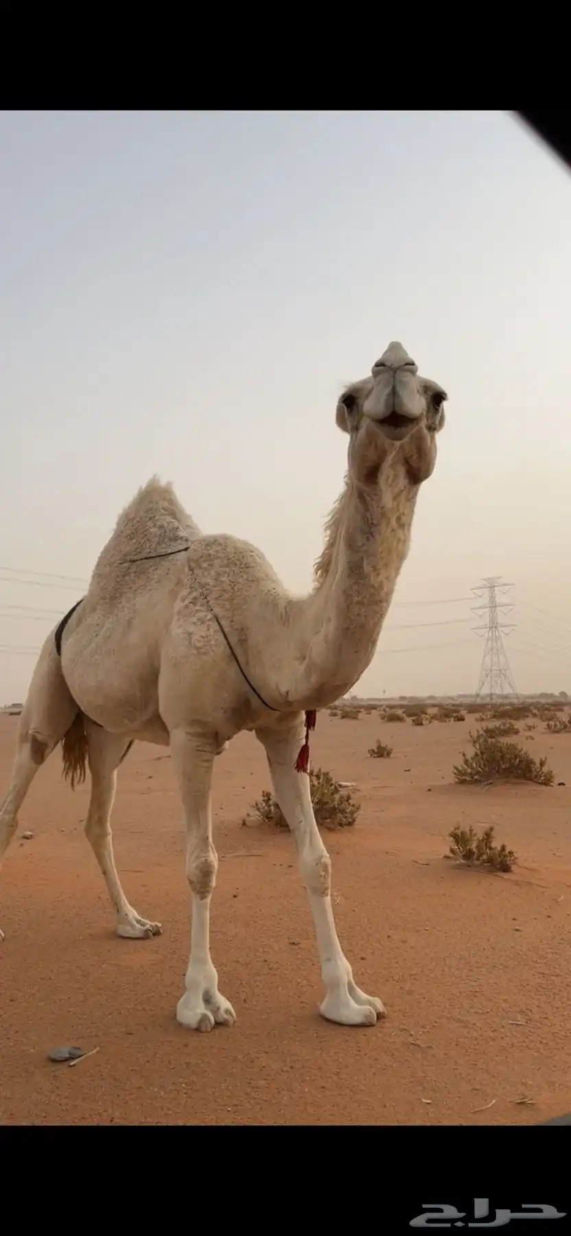 للبيع لقحه 5