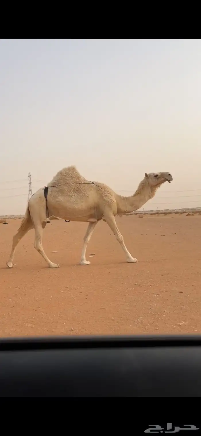 للبيع لقحه 0