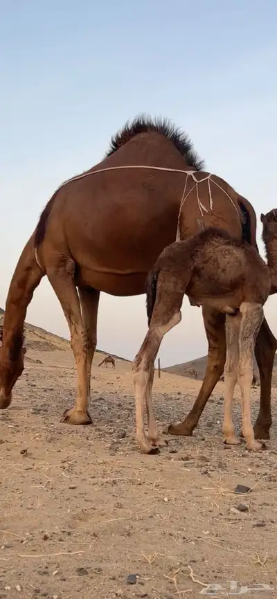 خلفه ساحليه مصغر منيحه(( تم البيع )) 6