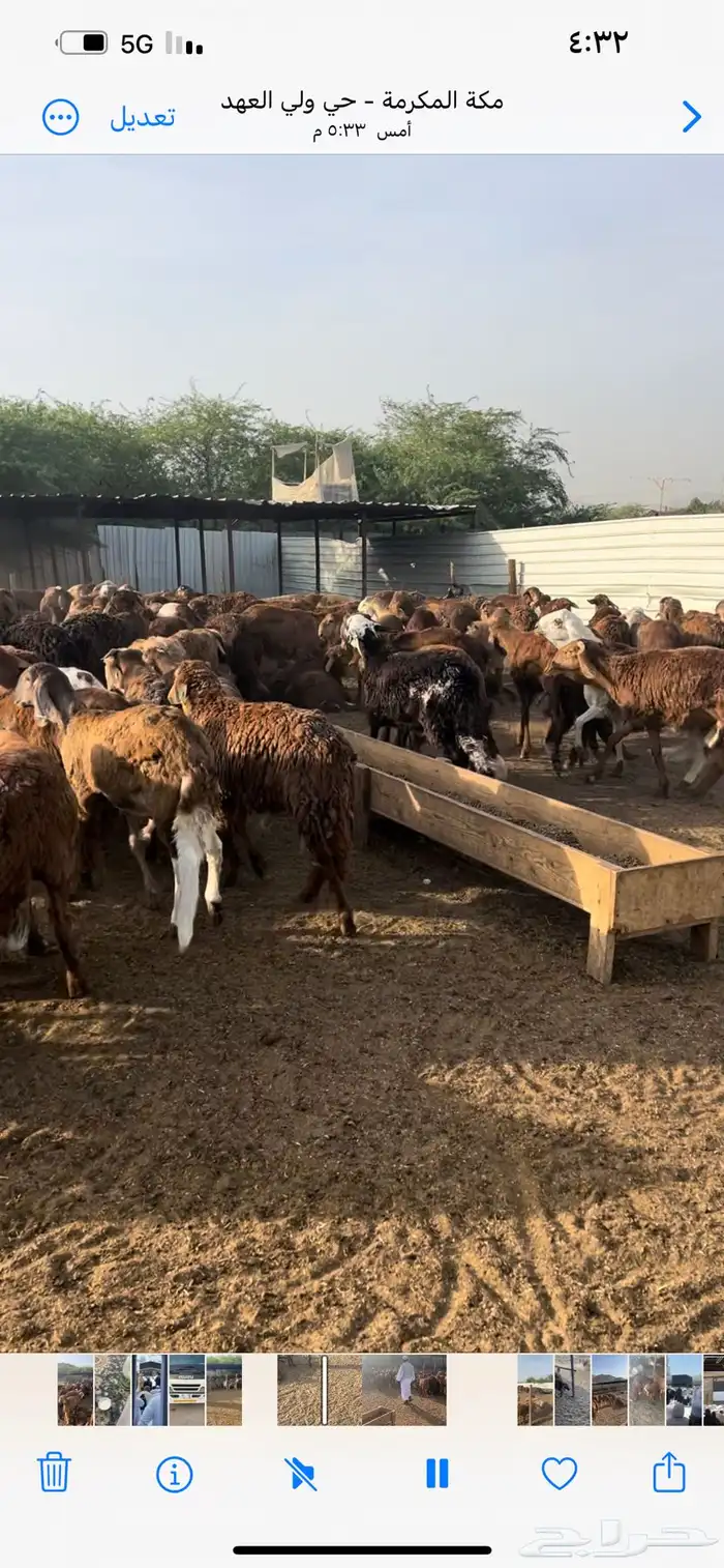 متوفر لدينا خرفان سواكني حمري تربيه خمسة اشهر 0