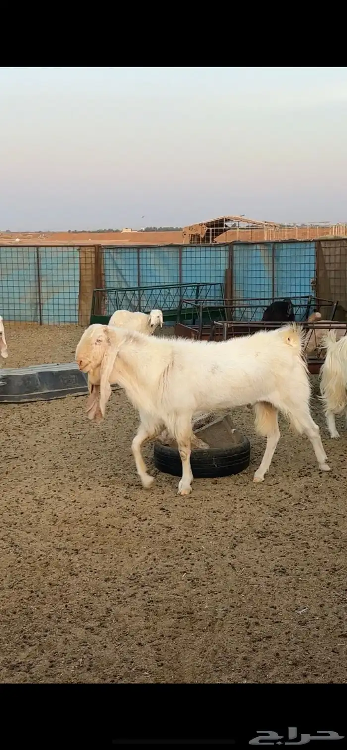 تيس هولندي معرف من جهة امه وابوه هولندي 1