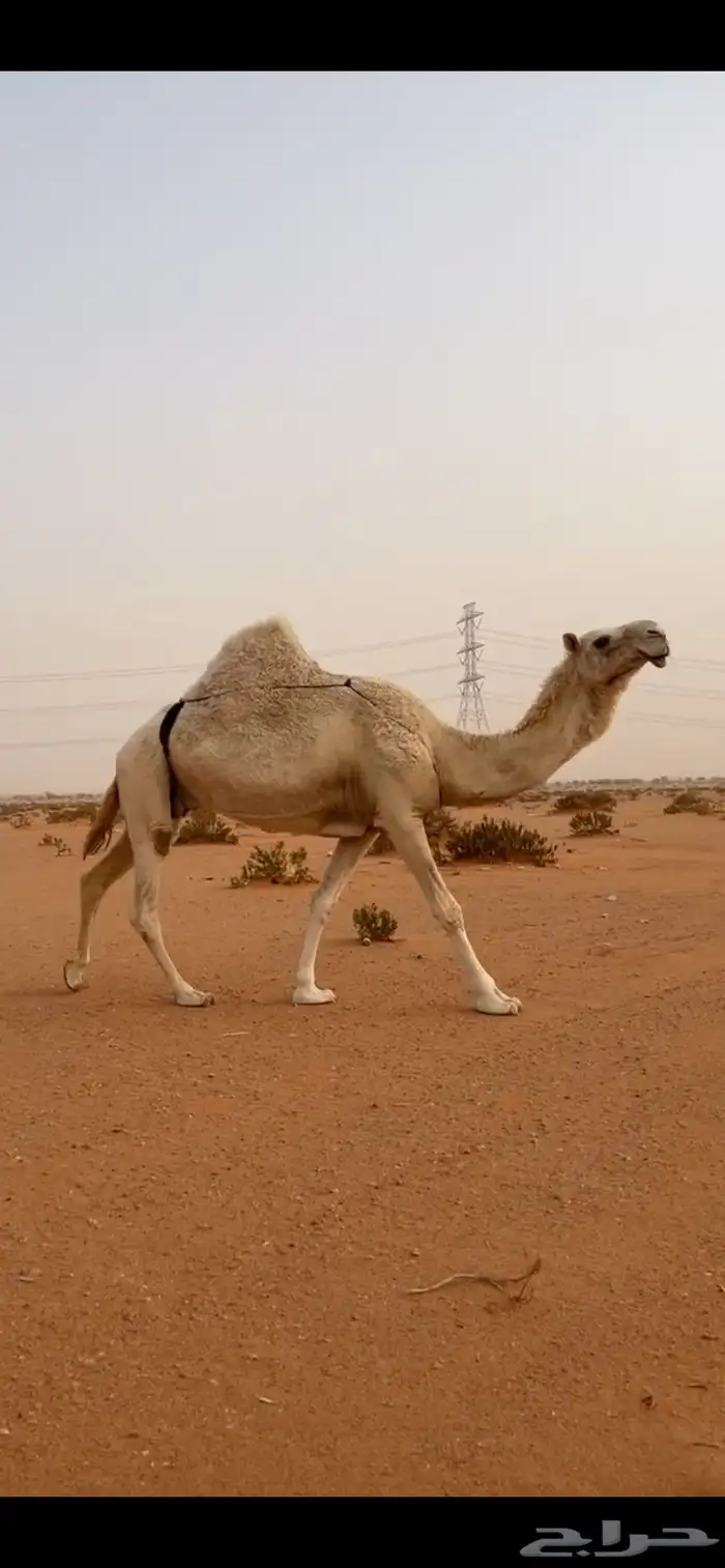 للبيع لقحه 3