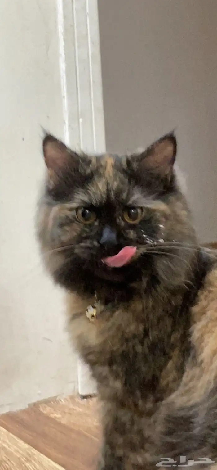 قط مفقود في بيشه 3