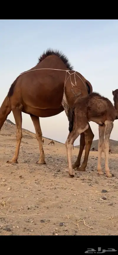 خلفه ساحليه مصغر منيحه(( تم البيع )) 5