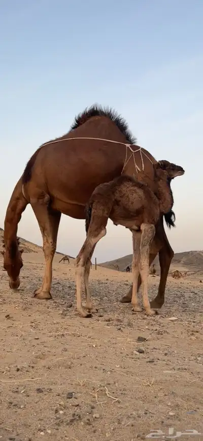خلفه ساحليه مصغر منيحه(( تم البيع )) 3