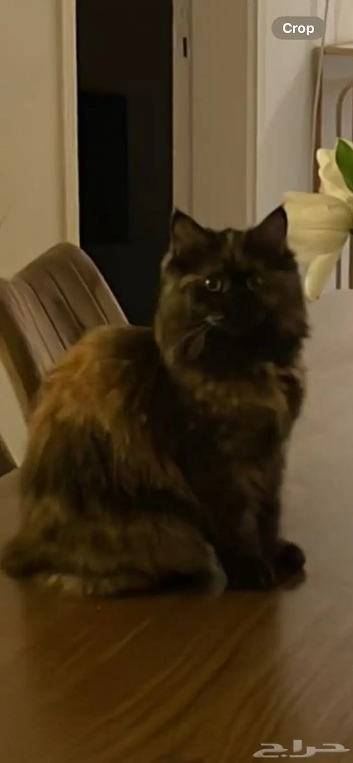 قط مفقود في بيشه 0