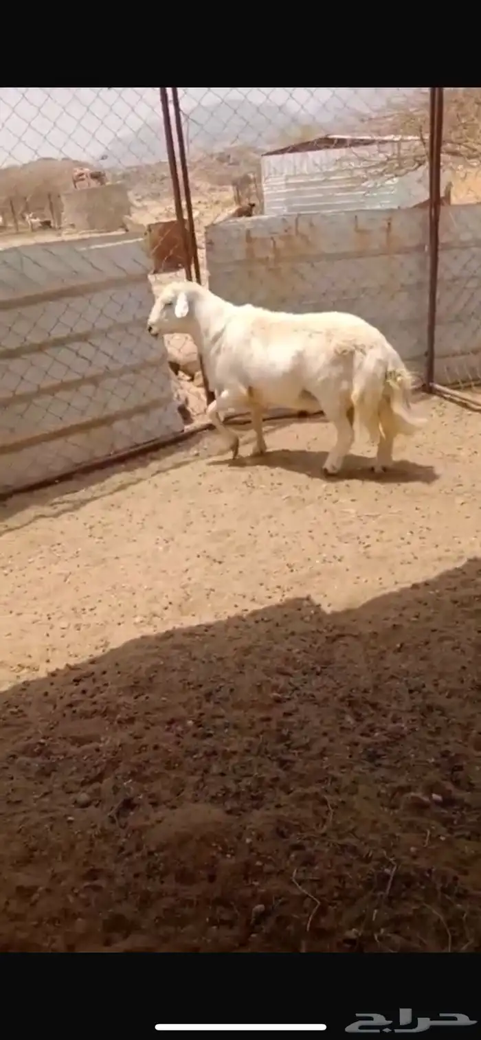 للبيع 1