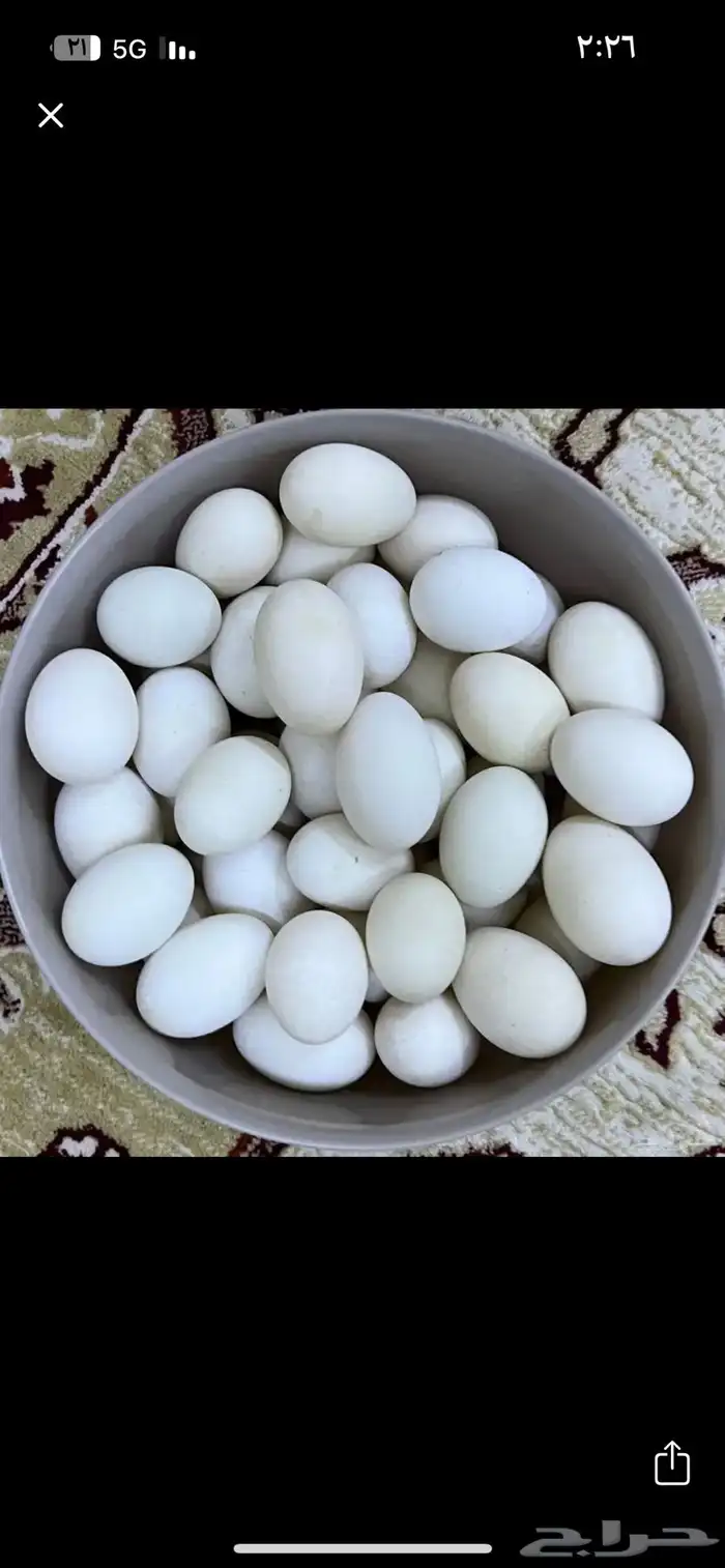 بط بكيني فرنسي حجم سوبر 0