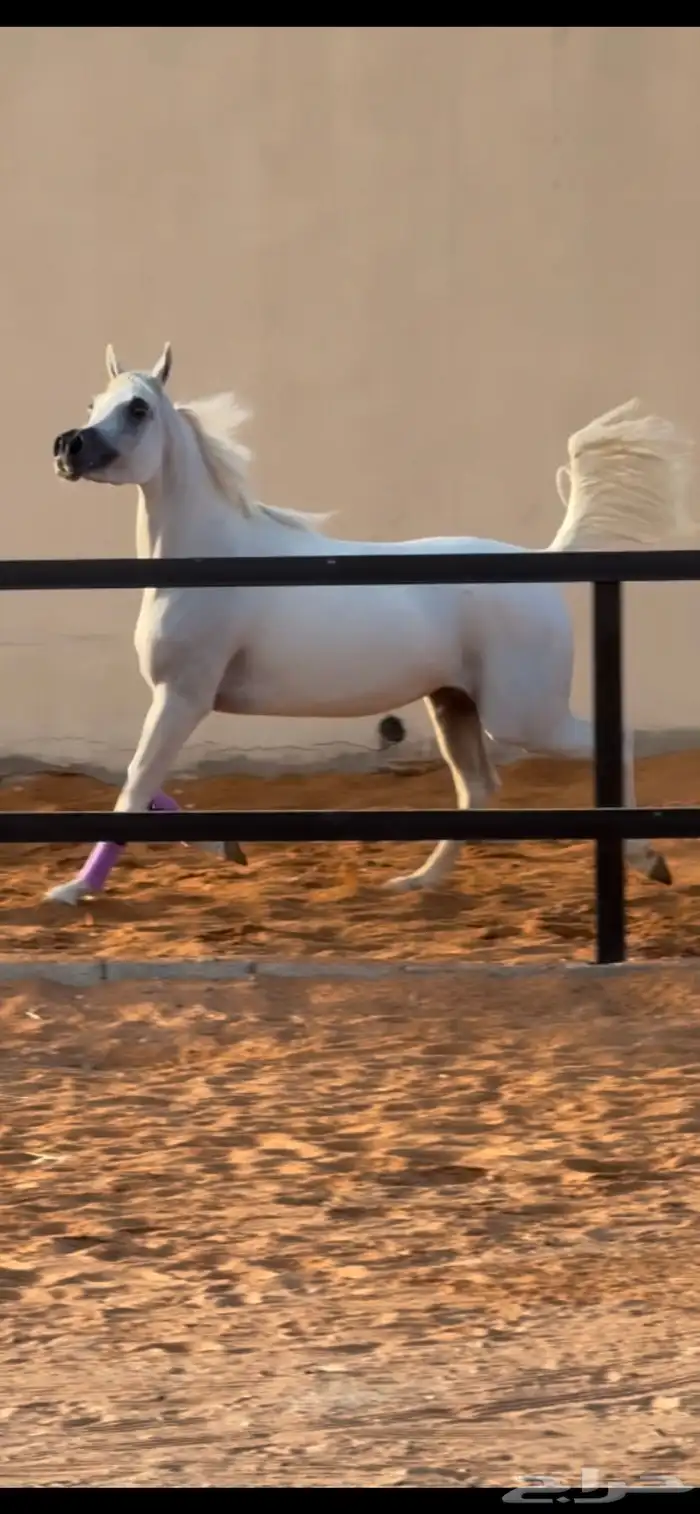 فرس مكس جمال فاخره 0