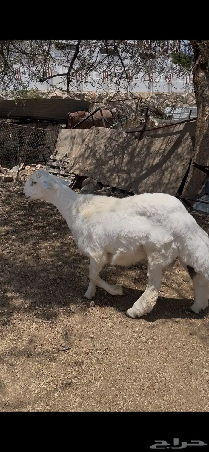 فحل جذع صنف تم البيع 1