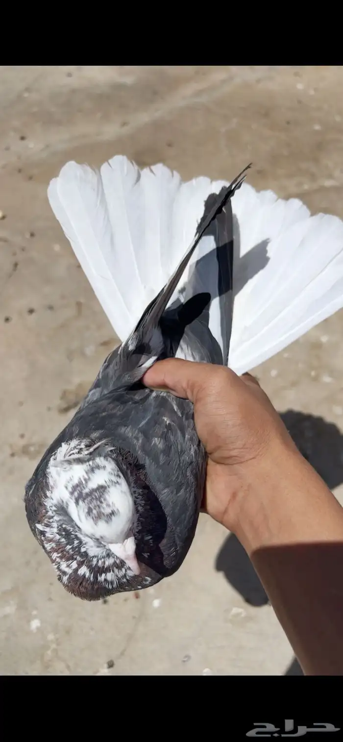 حمام قطيفي 0