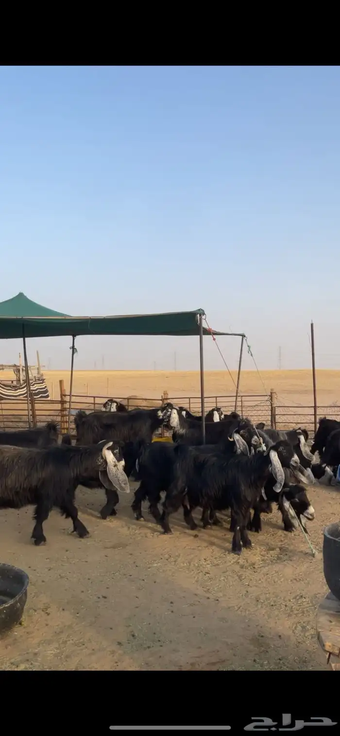 معزا عوارض طيبه بفحولها 9