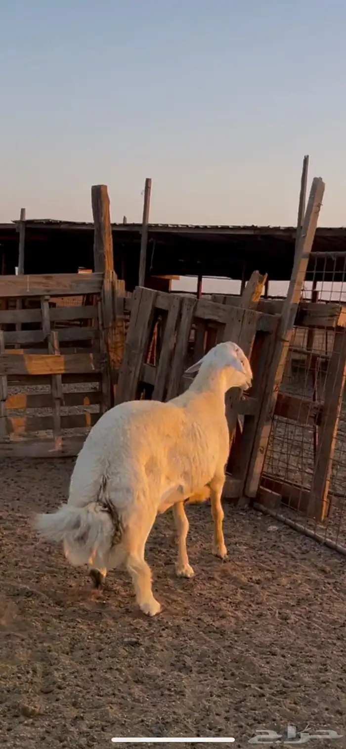 مشروع فحل حري جذع صنف ( تم البيع ) 1
