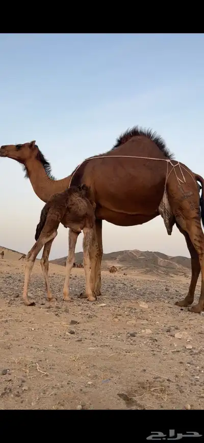 خلفه ساحليه مصغر منيحه(( تم البيع )) 1