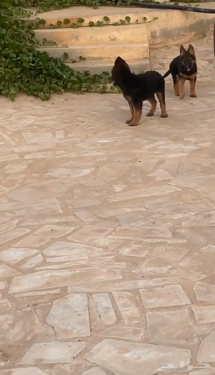 كلاب جيرمن شيبرد تم البيع 1