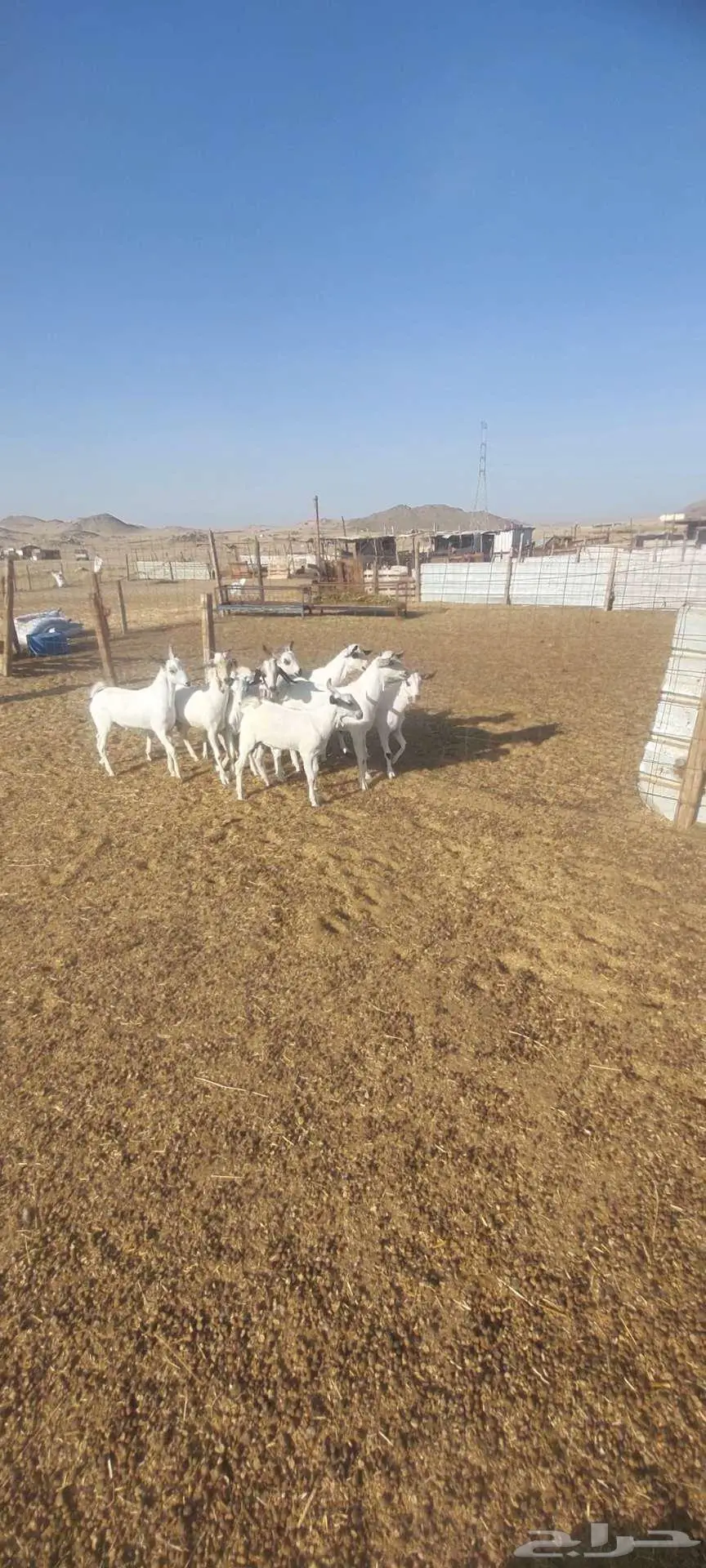 سمحه تيوس للبيع 4