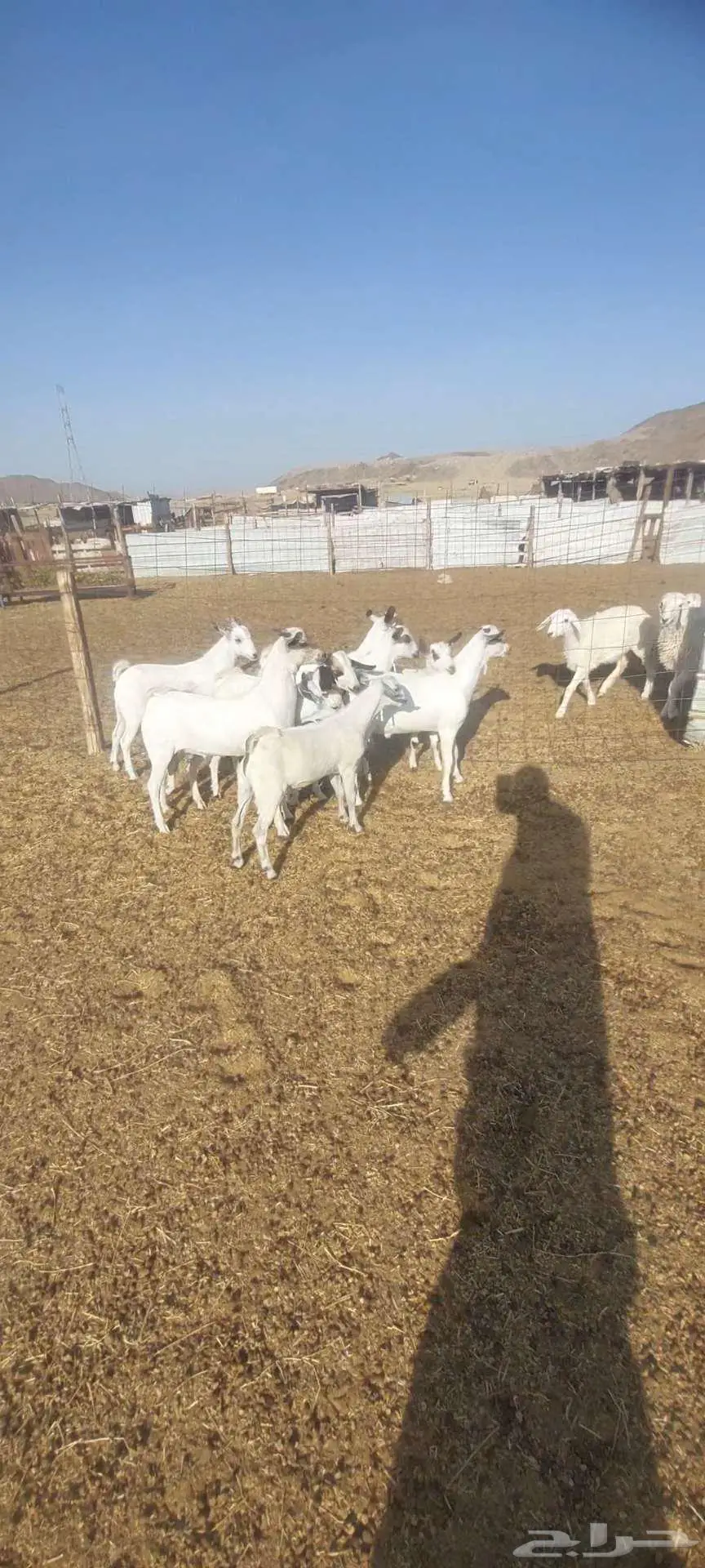 سمحه تيوس للبيع 6