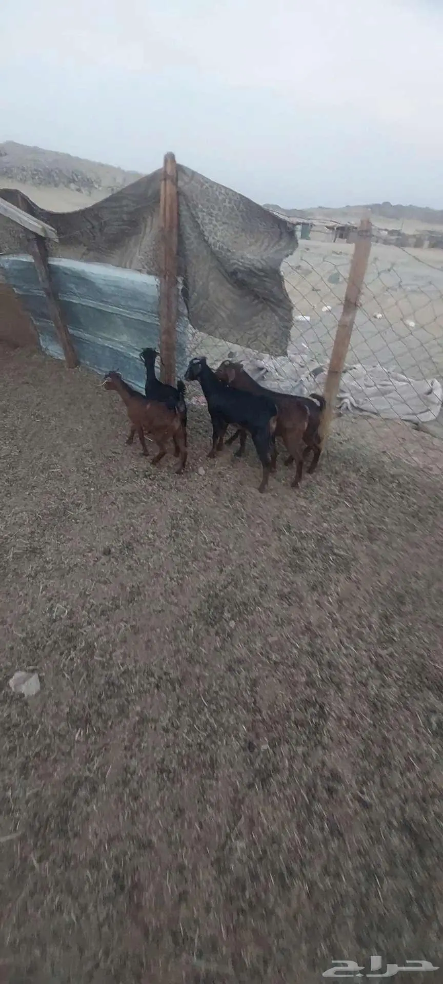 سمحه تيوس للبيع 3