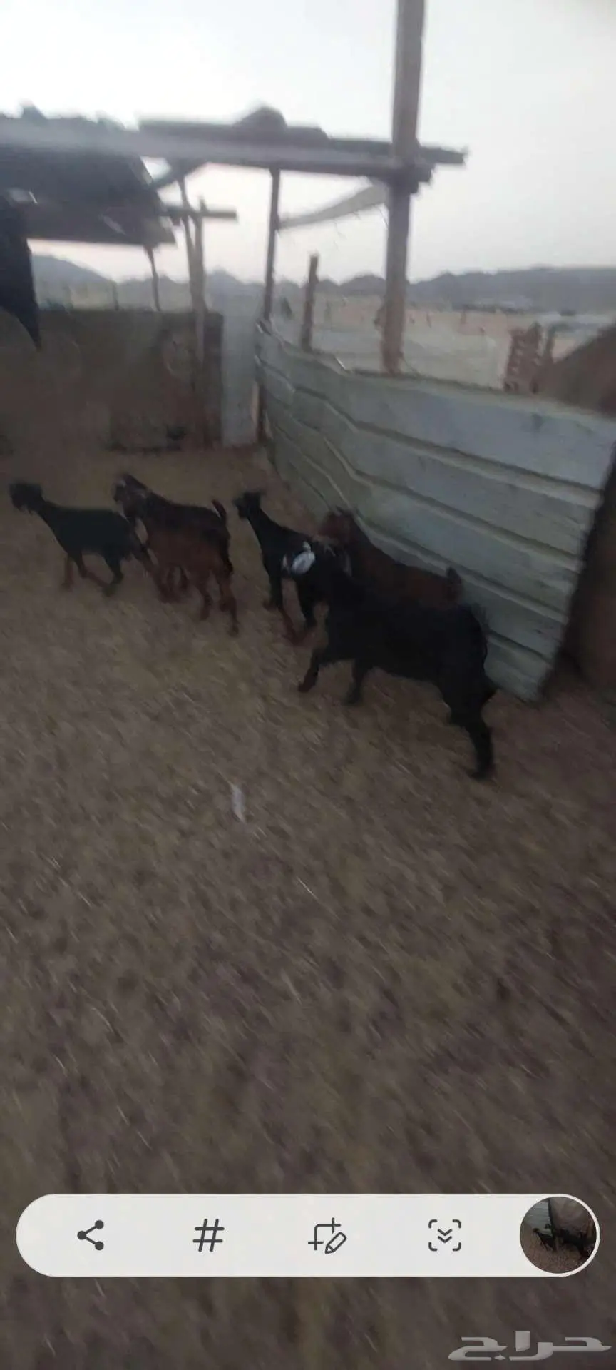 سمحه تيوس للبيع 1
