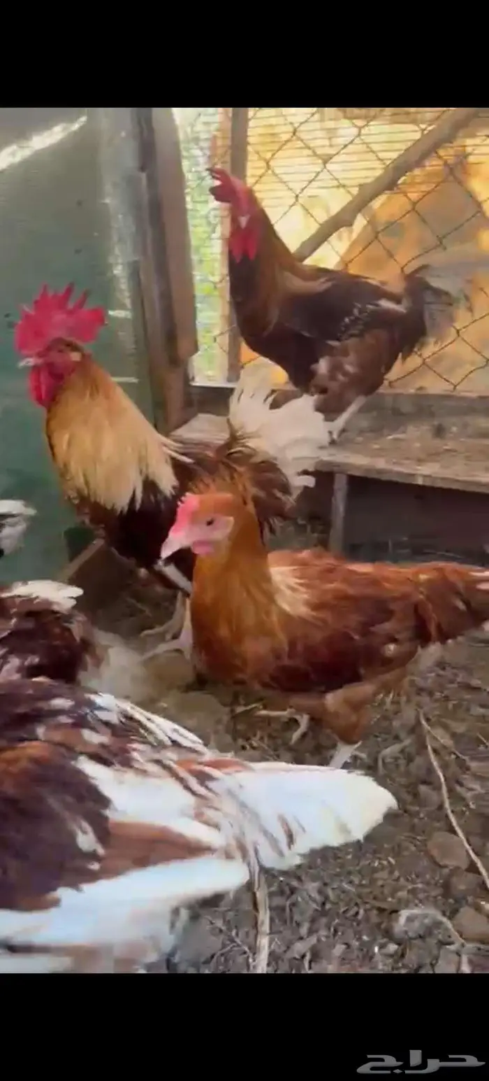 ديوك لوهمان مبغل بتركي 4