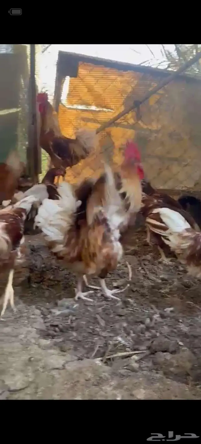 ديوك لوهمان مبغل بتركي 3