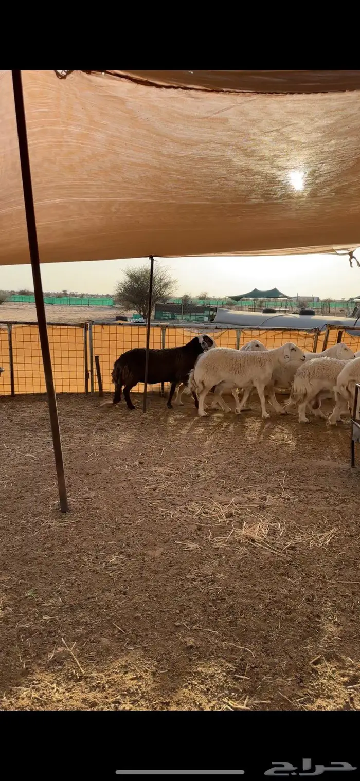 غنم طيبه على ولاد 1
