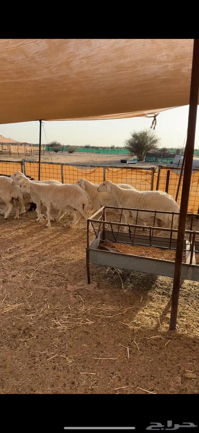 غنم طيبه على ولاد 0