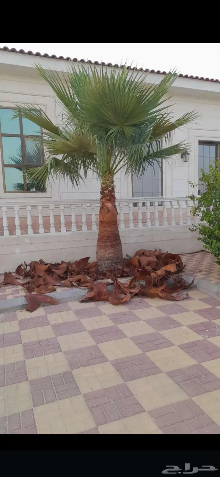 مقاول شبوك وقلع النخيل العربي والواشنطن 0
