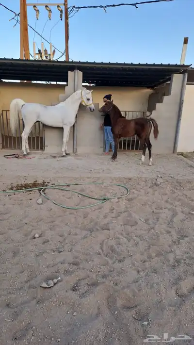 حصان فحل مربط منتج وانتاج فاخر 5