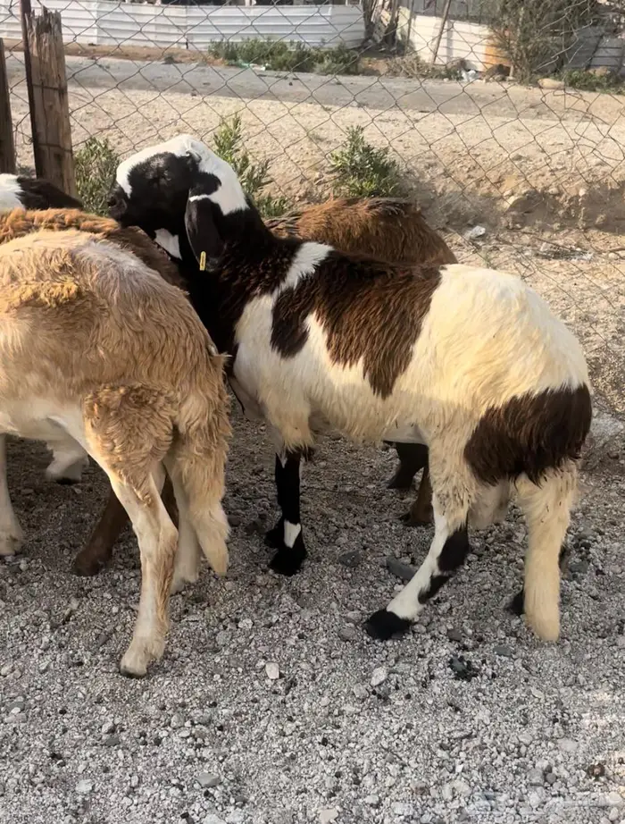 ذبايح طليان حريه سواكن مع التوصيل 9