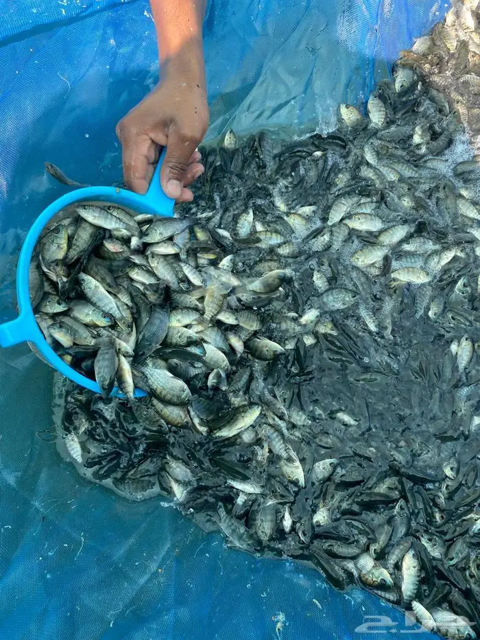 زريعة سمك تايلندي بلطي مزرعة نجد الزراعية 1