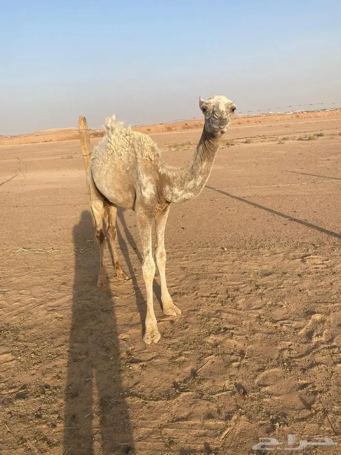 ثلاثه بكار واثنين قعدان وغرفه للبيع 6