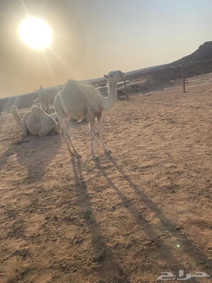 ثلاثه بكار واثنين قعدان وغرفه للبيع 12