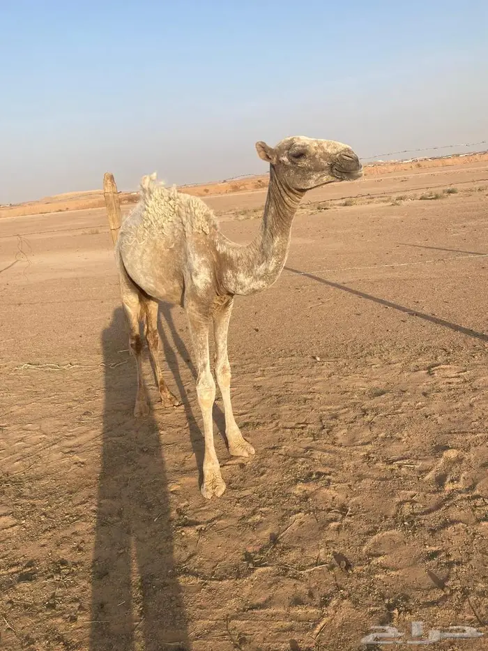 ثلاثه بكار واثنين قعدان وغرفه للبيع 8