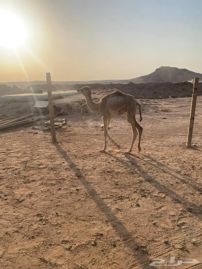 ثلاثه بكار واثنين قعدان وغرفه للبيع 13