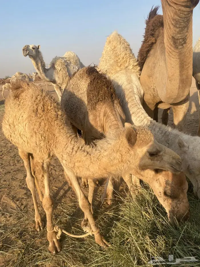 ثلاثه بكار واثنين قعدان وغرفه للبيع 9